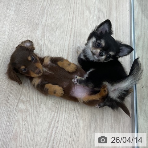 ミニチュア・ダックスフンドの写真