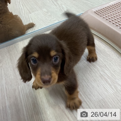 ミニチュア・ダックスフンドの写真