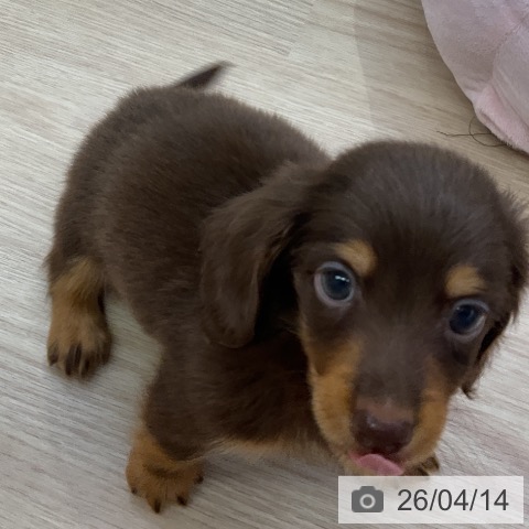 ミニチュア・ダックスフンドの写真