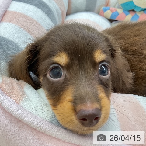 ミニチュア・ダックスフンドの写真