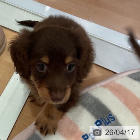 愛知県のミニチュアダックスフンド(ロング) (ペットプラス 名古屋茶屋店/2026年2月2日生まれ/男の子/チョコレートタン)の子犬の4枚目の画像