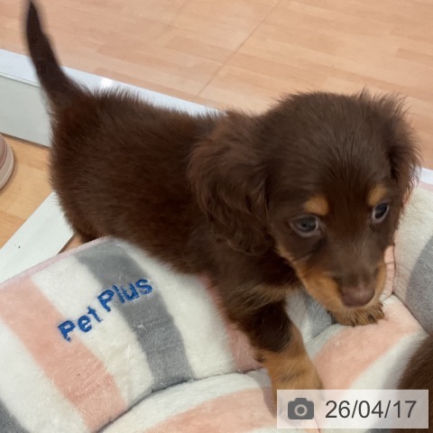 愛知県のミニチュアダックスフンド(ロング) (ペットプラス 名古屋茶屋店/2026年2月2日生まれ/男の子/チョコレートタン)の子犬の3枚目の画像