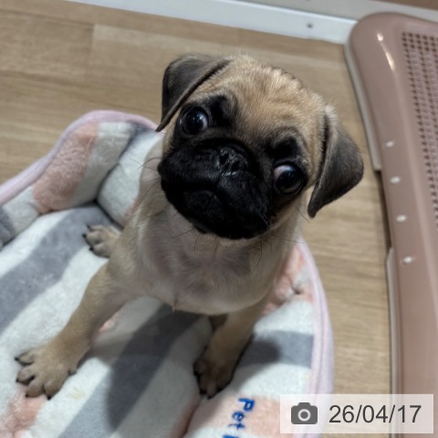 大阪府のパグ (ペットプラス イオン大日店/2026年2月8日生まれ/男の子/フォーン)の子犬の4枚目の画像