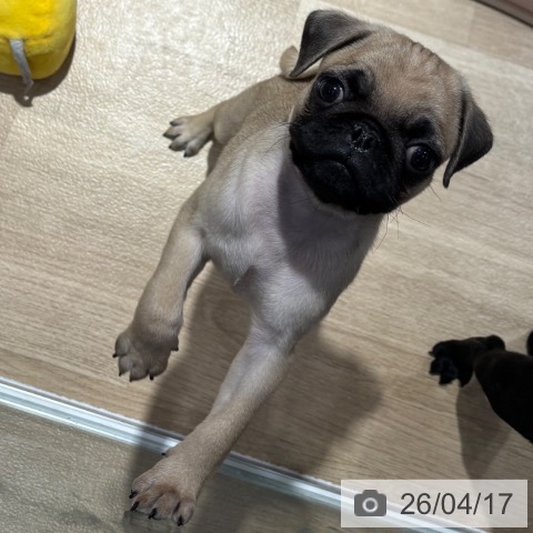 大阪府のパグ (ペットプラス イオン大日店/2026年2月8日生まれ/男の子/フォーン)の子犬の3枚目の画像