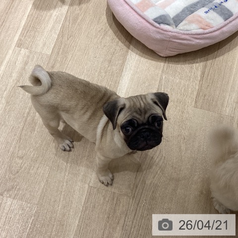 宮城県のパグ (ペットプラス 仙台上杉店/2026年2月8日生まれ/女の子/フォーン)の子犬の4枚目の画像