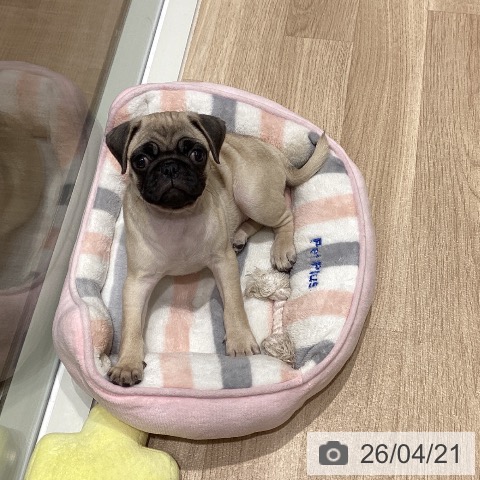 宮城県のパグ (ペットプラス 仙台上杉店/2026年2月8日生まれ/女の子/フォーン)の子犬の3枚目の画像