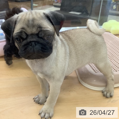 埼玉県のパグ (ペットプラス 羽生店/2026年2月10日生まれ/女の子/フォーン)の子犬の4枚目の画像