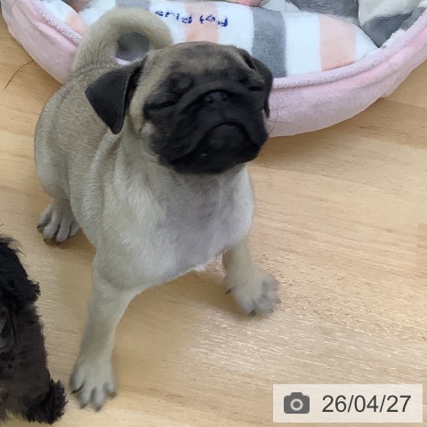 埼玉県のパグ (ペットプラス 羽生店/2026年2月10日生まれ/女の子/フォーン)の子犬の3枚目の画像