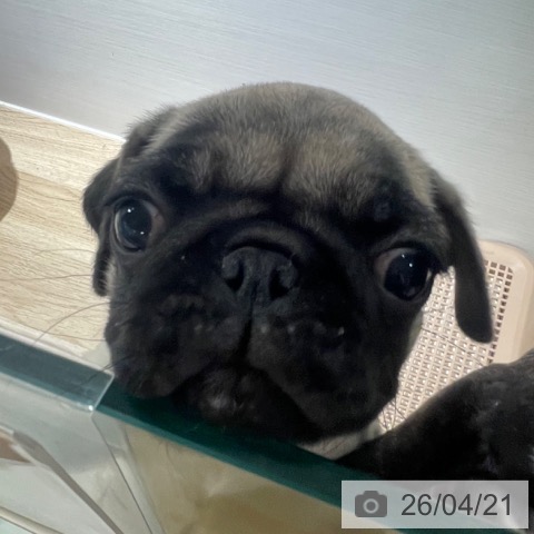 兵庫県のパグ (ペットプラス 神戸三宮店/2026年2月10日生まれ/女の子/フォーン)の子犬の3枚目の画像