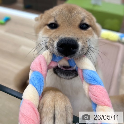 柴の写真