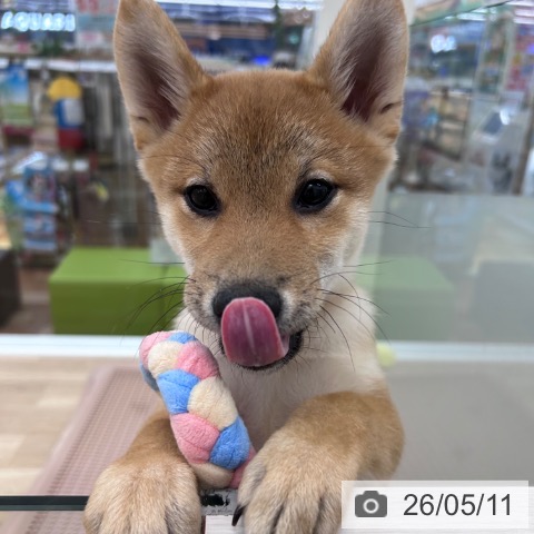 柴の写真