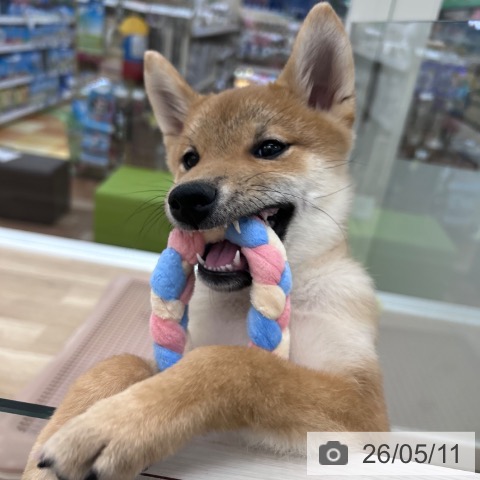 柴の写真