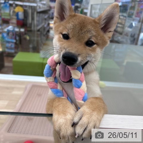 柴の写真