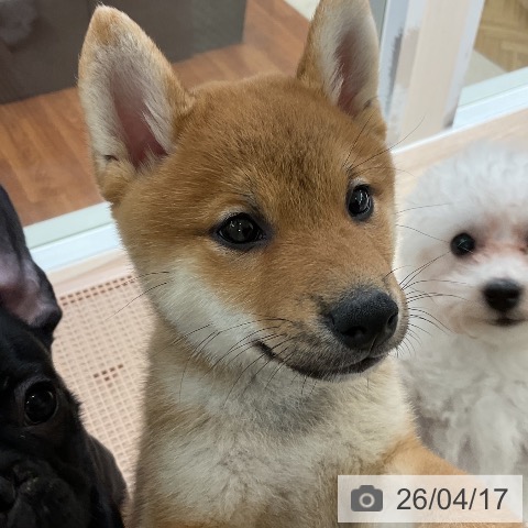 大阪府の柴犬(標準サイズ) (ペットプラス ららぽーと和泉店/2026年2月6日生まれ/男の子/赤)の子犬の4枚目の画像