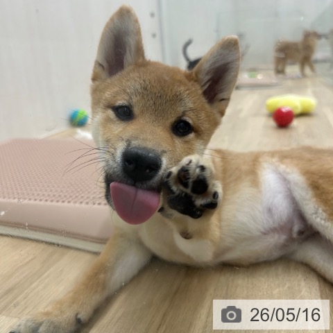 大阪府の柴犬(標準サイズ) (ペットプラス 松原店/2026年2月6日生まれ/男の子/赤)の子犬の4枚目の画像
