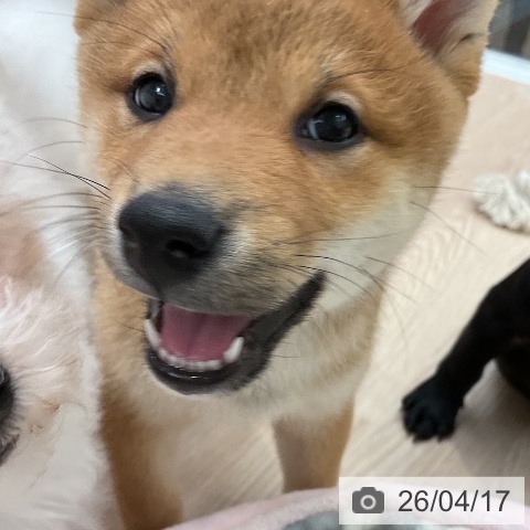 大阪府の柴犬(標準サイズ) (ペットプラス ららぽーと和泉店/2026年2月6日生まれ/男の子/赤)の子犬の3枚目の画像