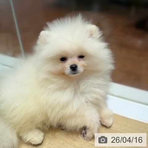 ポメラニアンの写真