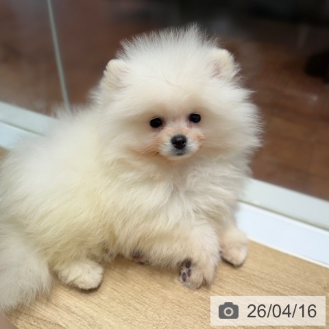 ポメラニアンの写真