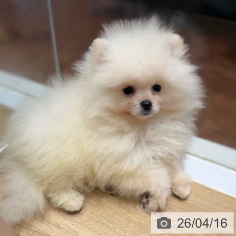 ポメラニアンの写真