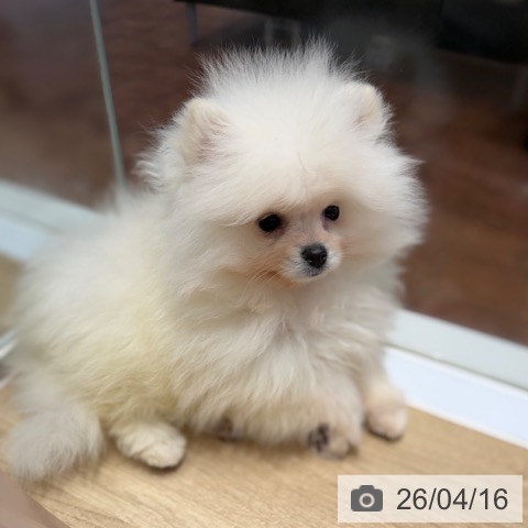 ポメラニアンの写真