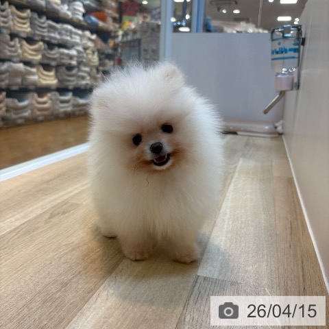 ポメラニアンの写真