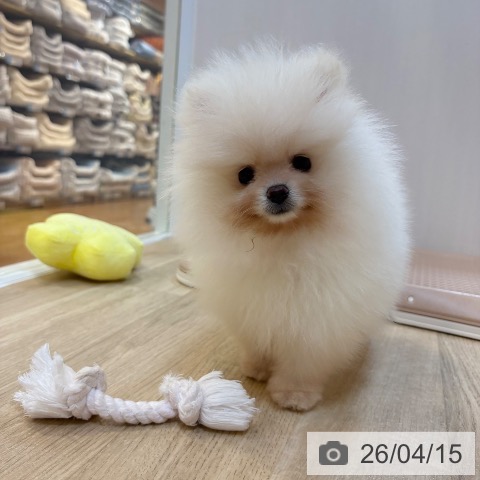 ポメラニアンの写真