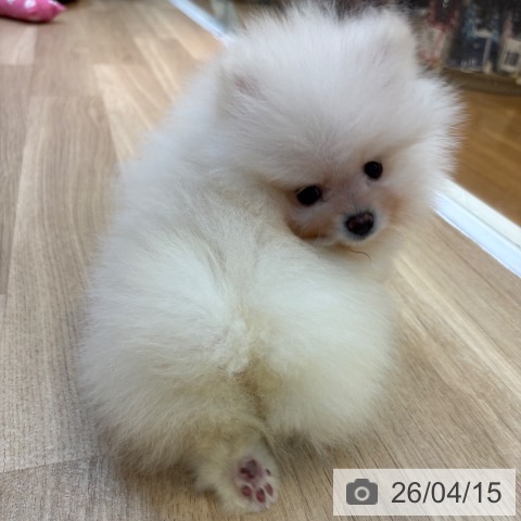 ポメラニアンの写真