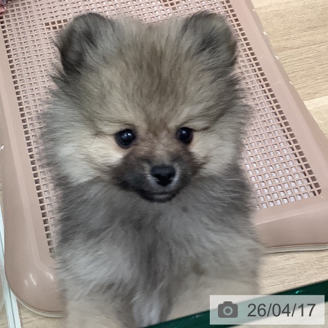 ポメラニアンの写真