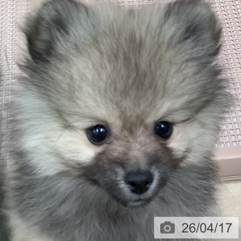 ポメラニアンの写真