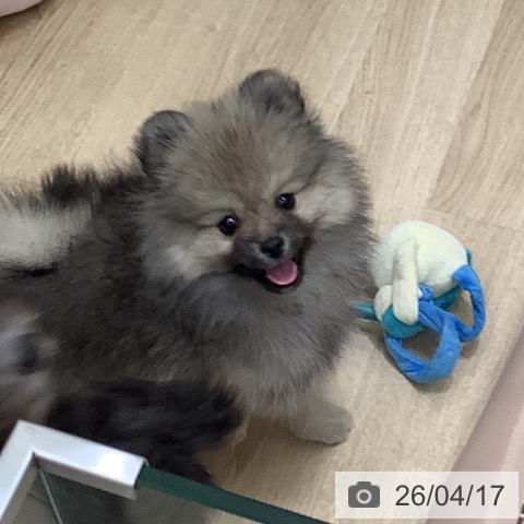 ポメラニアンの写真