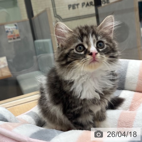福岡県のサイベリアン (ペットプラス ららぽーと福岡店/2026年2月9日生まれ/男の子/ブラウンタビーホワイト)の子猫の4枚目の画像