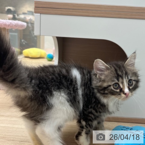 福岡県のサイベリアン (ペットプラス ららぽーと福岡店/2026年2月9日生まれ/男の子/ブラウンタビーホワイト)の子猫の3枚目の画像