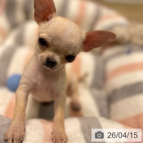 愛知県のチワワ(ロング) (ペットプラス 則武新町店/2026年2月4日生まれ/女の子/クリームホワイト)の子犬の4枚目の画像