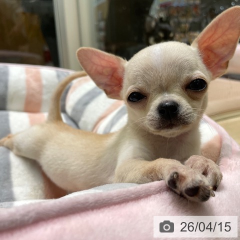 愛知県のチワワ(ロング) (ペットプラス 則武新町店/2026年2月4日生まれ/女の子/クリームホワイト)の子犬の3枚目の画像