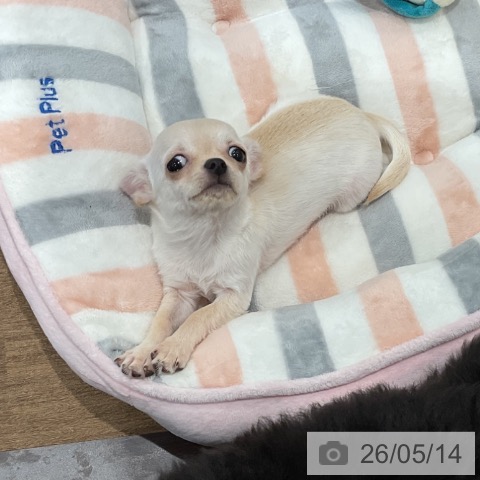愛知県のチワワ(ロング) (ペッツワン 東海店/2026年2月7日生まれ/女の子/クリーム)の子犬の4枚目の画像