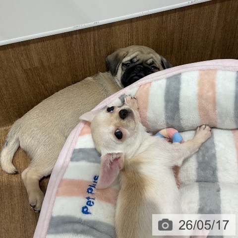 愛知県のチワワ(ロング) (ペッツワン 東海店/2026年2月7日生まれ/女の子/クリーム)の子犬の4枚目の画像