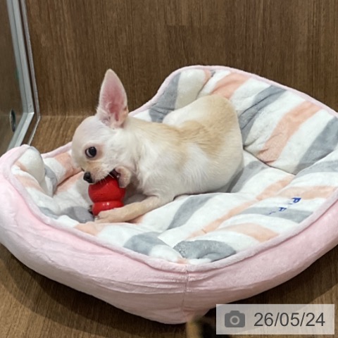 愛知県のチワワ(ロング) (ペッツワン 東海店/2026年2月7日生まれ/女の子/クリーム)の子犬の4枚目の画像