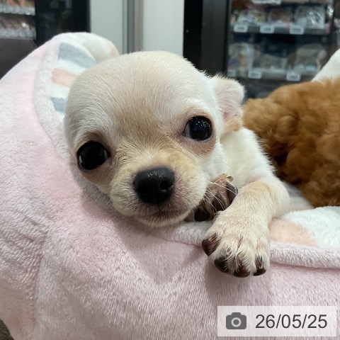 愛知県のチワワ(ロング) (ペッツワン 東海店/2026年2月7日生まれ/女の子/クリーム)の子犬の4枚目の画像