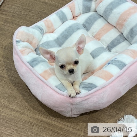 愛知県のチワワ(ロング) (ペッツワン 東海店/2026年2月7日生まれ/女の子/クリーム)の子犬の3枚目の画像