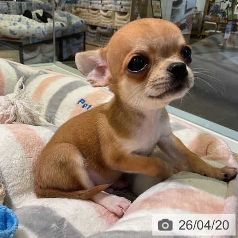 愛知県のチワワ(ロング) (ペットプラス 岡崎店/2026年2月9日生まれ/男の子/フォーン)の子犬の4枚目の画像