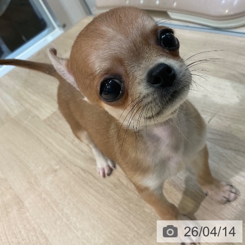 愛知県のチワワ(ロング) (ペットプラス 岡崎店/2026年2月9日生まれ/男の子/フォーン)の子犬の3枚目の画像