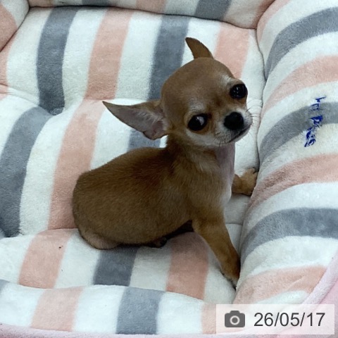 チワワの写真