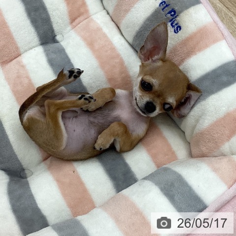 愛知県のチワワ(ロング) (ペットプラス 千音寺店/2026年2月9日生まれ/男の子/フォーン)の子犬の4枚目の画像