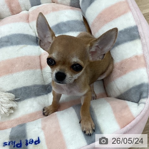 愛知県のチワワ(ロング) (ペットプラス 千音寺店/2026年2月9日生まれ/男の子/フォーン)の子犬の4枚目の画像
