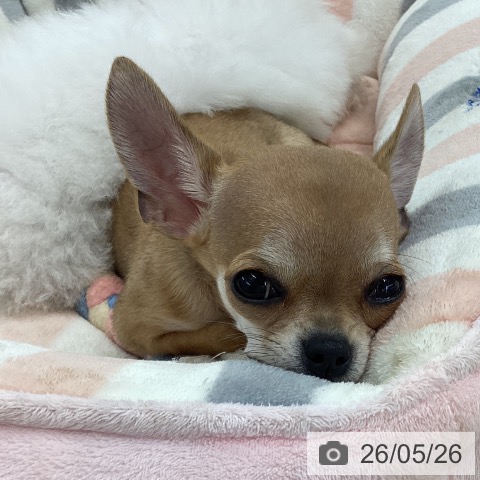 愛知県のチワワ(ロング) (ペットプラス 千音寺店/2026年2月9日生まれ/男の子/フォーン)の子犬の4枚目の画像