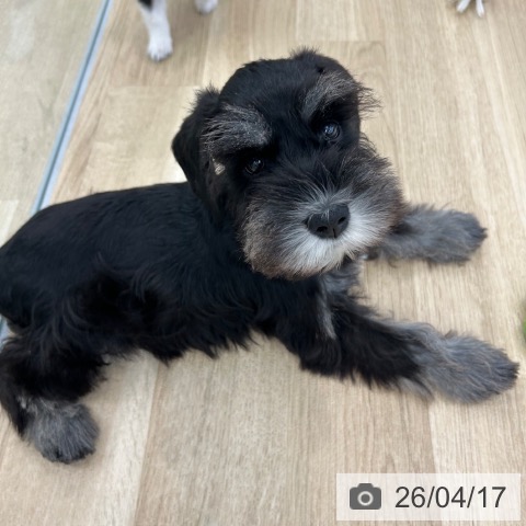 ミニチュア・シュナウザーの写真