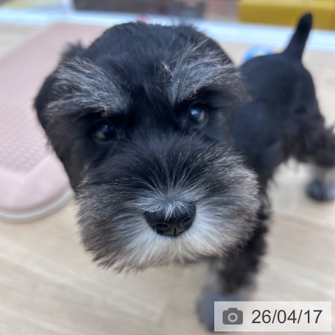 ミニチュア・シュナウザーの写真