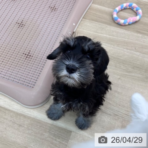 大阪府のミニチュアシュナウザー (ペットプラス 松原店/2026年2月12日生まれ/男の子/ブラックシルバー)の子犬の3枚目の画像