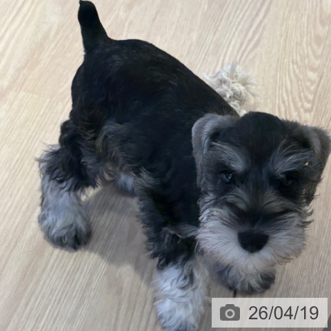 和歌山県のミニチュアシュナウザー (ペットプラス 和歌山店/2026年2月12日生まれ/男の子/ソルトペッパー)の子犬の4枚目の画像