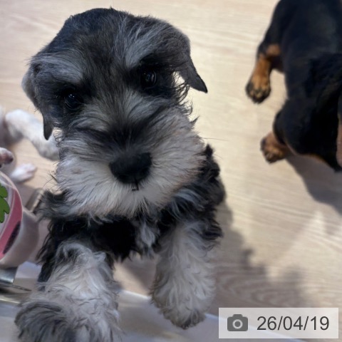 和歌山県のミニチュアシュナウザー (ペットプラス 和歌山店/2026年2月12日生まれ/男の子/ソルトペッパー)の子犬の3枚目の画像